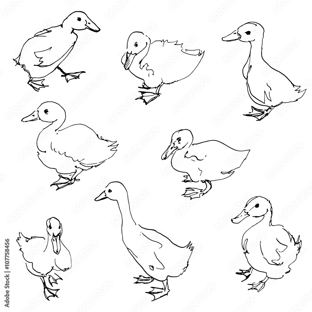 Fototapeta premium sketch of ducklings
