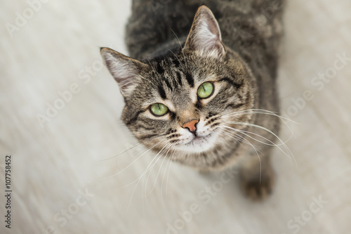 Fototapeta Naklejka Na Ścianę i Meble -  The striped cat with green eyes looks up at a camera