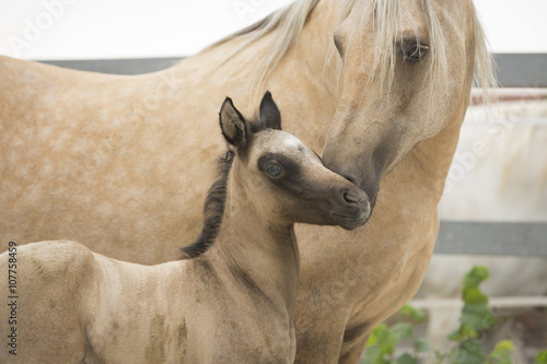Palomino Fohlen mit Mutter