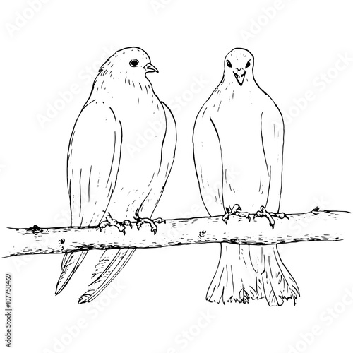 two doves at tree branch