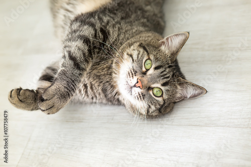 The striped cat with green eyes lies on a back and looks in a camera