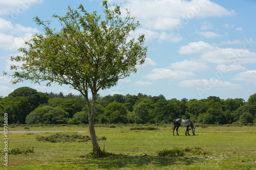 Wild pony and beautiful tree The New Forest Hampshire England UK