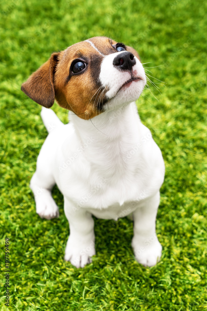 Puppy Jack Russell Terrier playing in the bright carpet close-up
