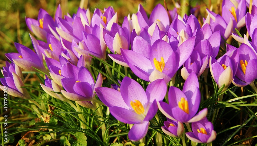 Colourful Spring Crocus. Colourful Spring Crocus.