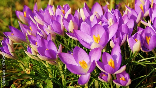 Colourful Spring Crocus.