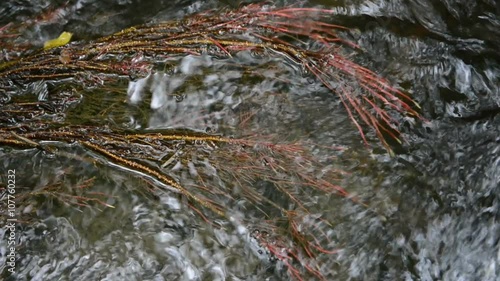 rocks and leaves in wild stream through a forest. Ehrbach canyon at mosel valley. (Brodenbach, germany) photo