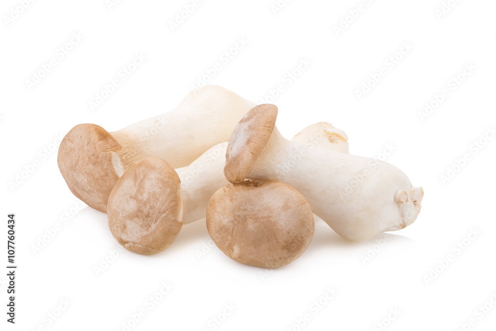 King Oyster mushroom (Eringi) on white backgroud King Oyster mushroom (Eringi) on white backgroud