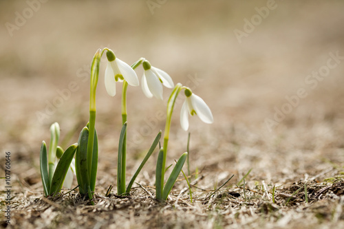Fototapeta Naklejka Na Ścianę i Meble -  Beautiful snowdrop flowers in Beskidy mountains