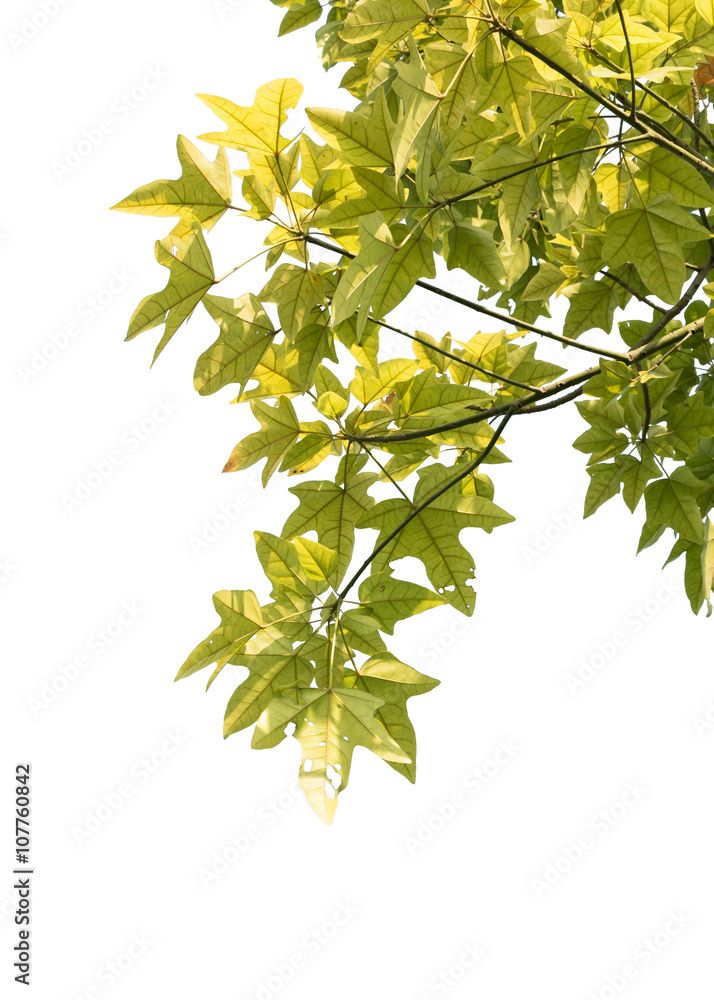 tree branch isolated tree branch isolated
