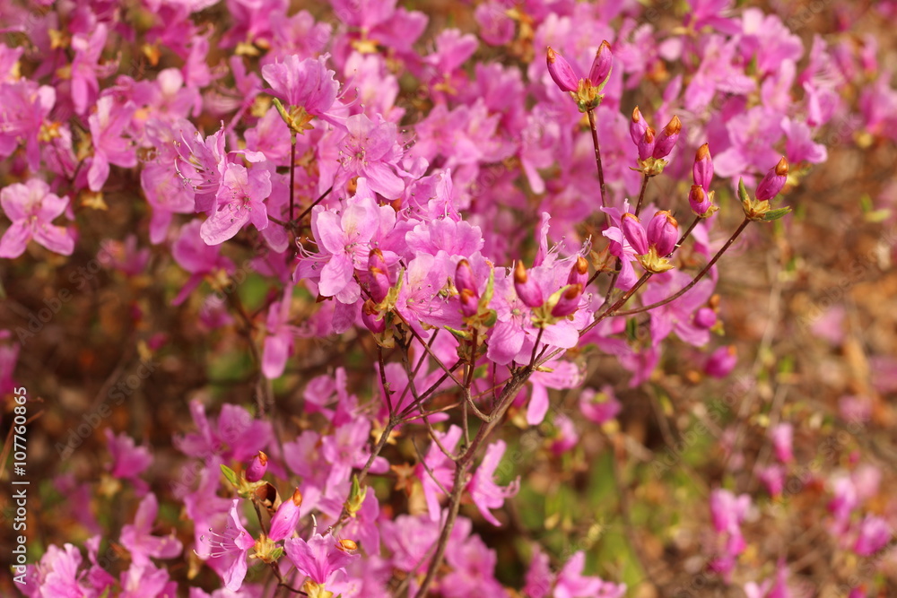躑躅の花 躑躅の花