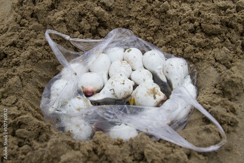 Baby-Kugelfische in Plastiktüte am Strand © Sidney Dwight