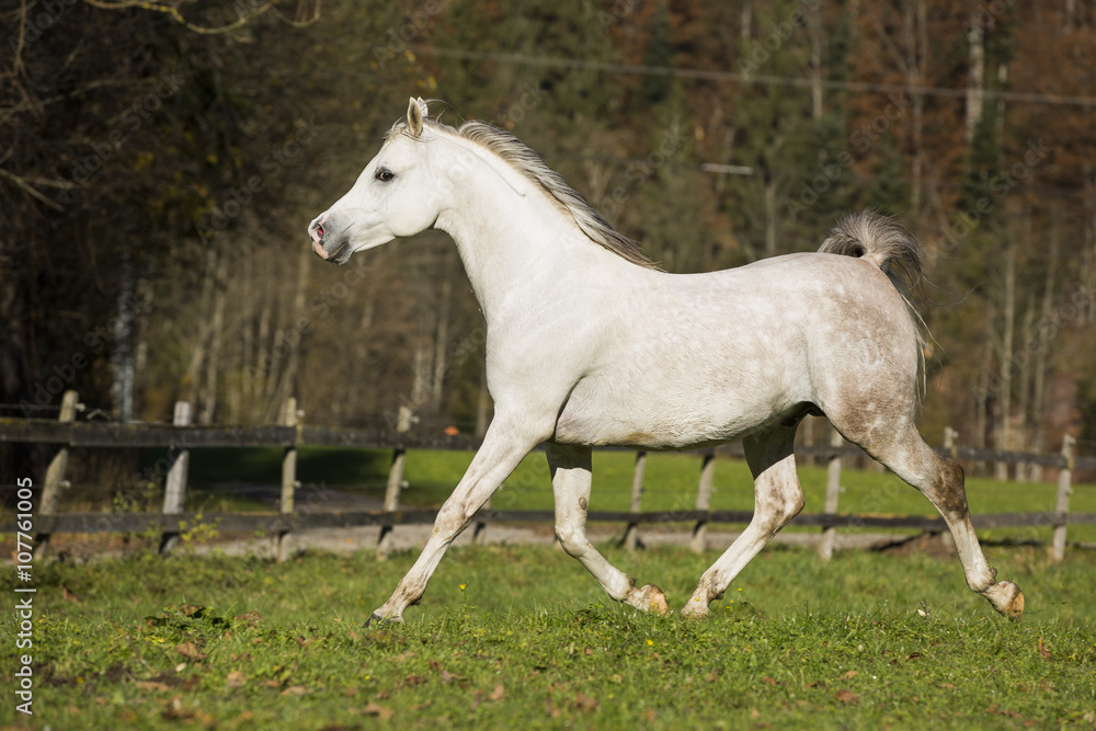 Arabische Vollblut Schimmel Stute in Bewegung Arabische Vollblut Schimmel Stute in Bewegung