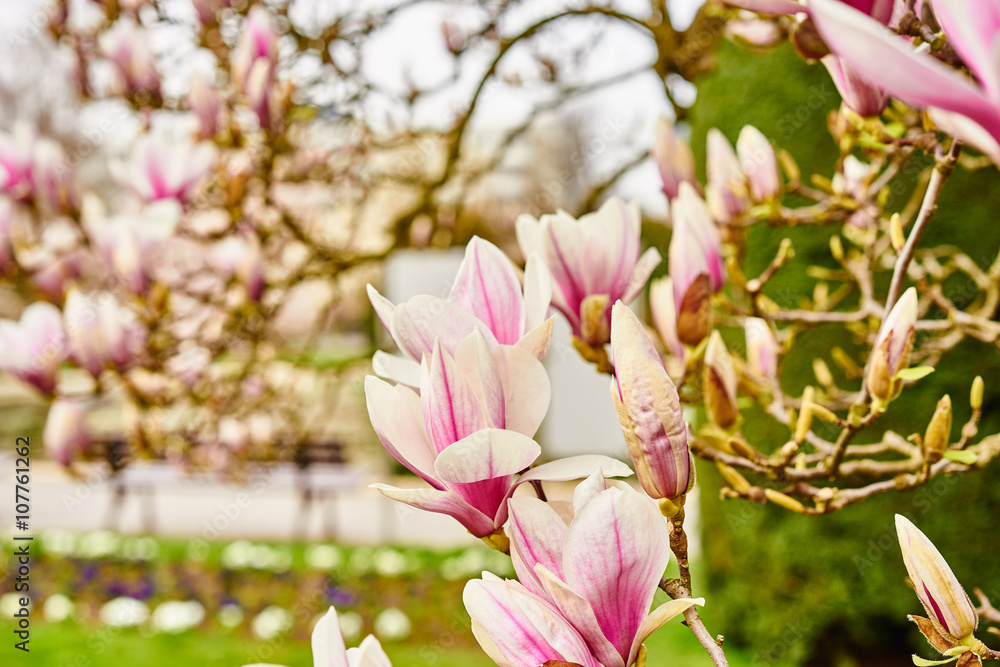 Pink magnolia flowers in spring time / Magnolia tree blossom in spring garden