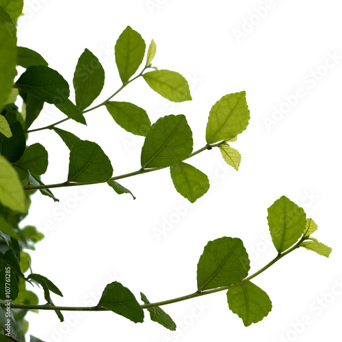 tree branch isolated