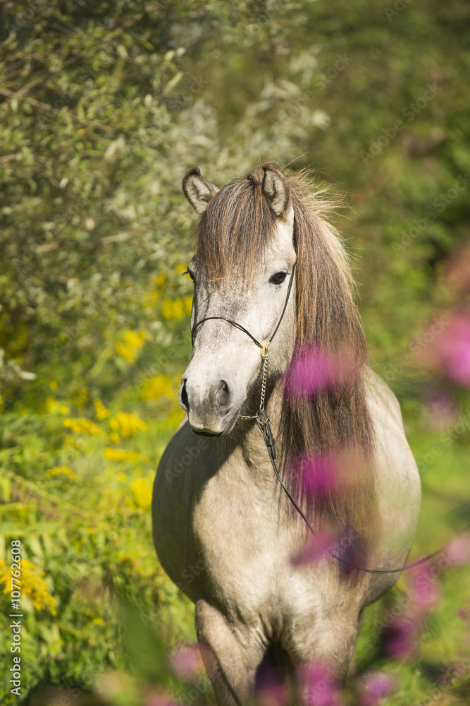 Obraz premium Schimmel Stute im Portrait