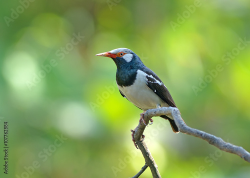 Bird (Asian Pied Starling) , Thailand © panda3800