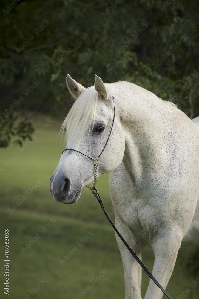 Obraz premium Vollblut Araber Fliegenschimmel