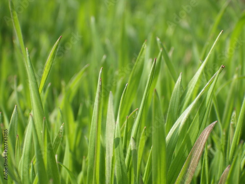 Green grass macro