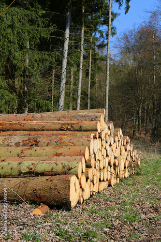 Holzverarbeitung Rodung Holzstämme Waldpflege photo