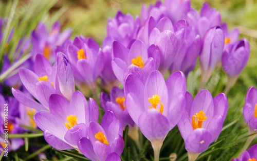 Colourful Spring Crocus.