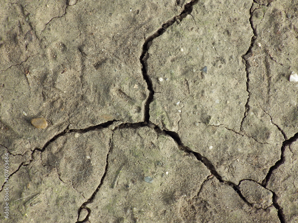 Fototapeta premium Plant on dry land , Global warming background