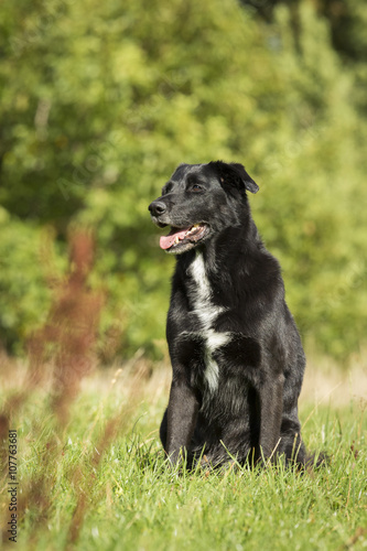 Schwarzer Labrador Mischling
