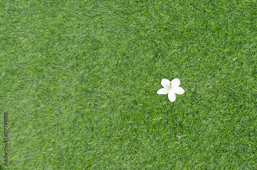 plumeria Flower on green grass background.