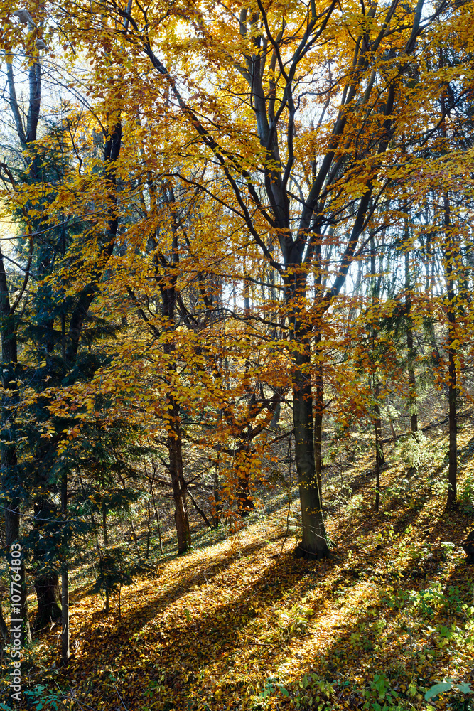 Obraz premium Morning autumn forest.