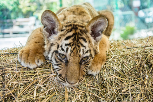 Fototapeta Naklejka Na Ścianę i Meble -  Small tiger cub