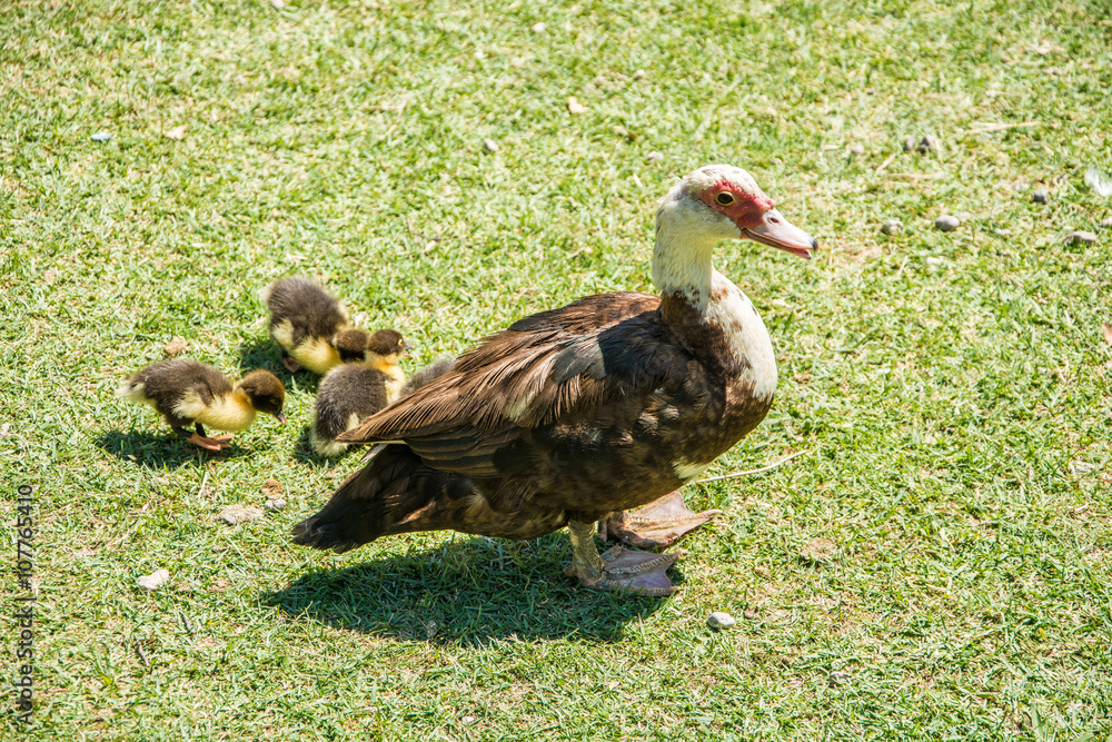 Family of ducks Family of ducks