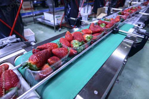 Strawberries on conveyor belt on packing line