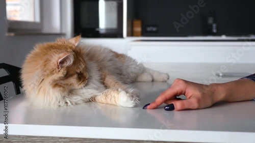 Big ginger cat playing with girls fingers. Close up.
