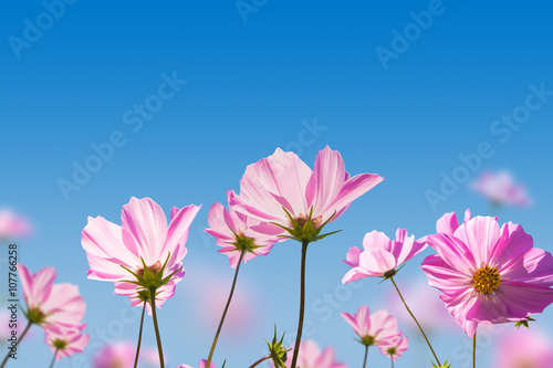 Pink flowers on blue sky background
