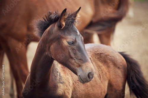 Foal near its mother © castenoid