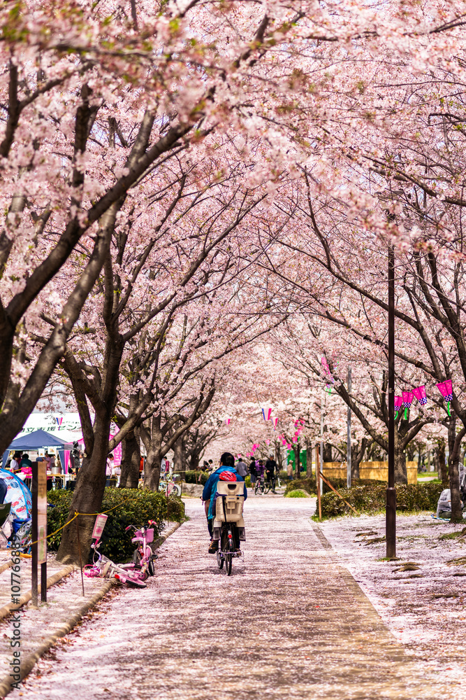 Bicycle on cherry blossom path Bicycle on cherry blossom path