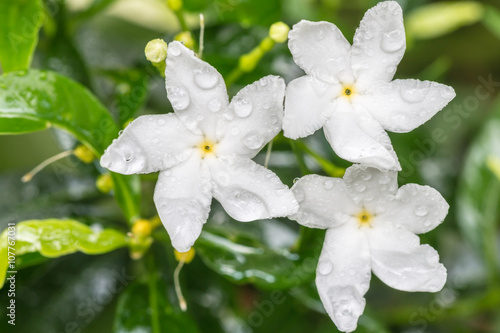 Fototapeta Naklejka Na Ścianę i Meble -  White Sampaguita Jasmine or Arabian Jasmine.