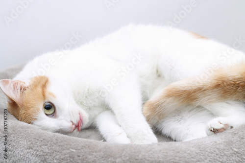 Young cat sleeping on bed with tongue out © Rossella