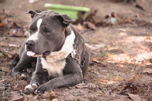 Photos Dog