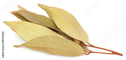 Fotótapéta Cassia leaves