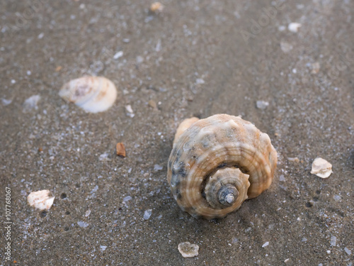 Shell on beach 1