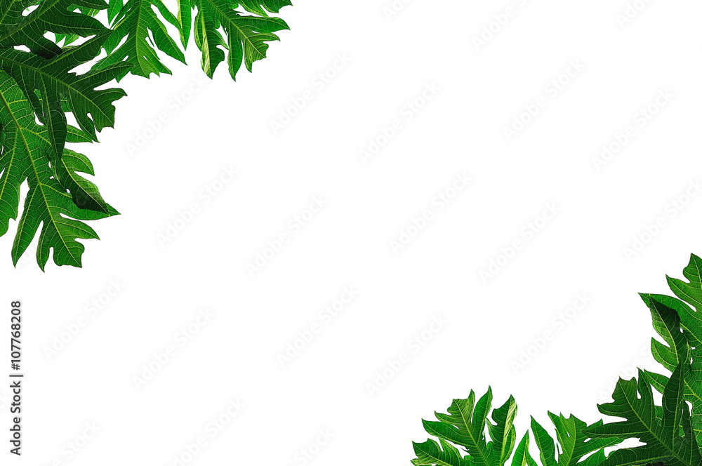 leaves close up on background leaves close up on background