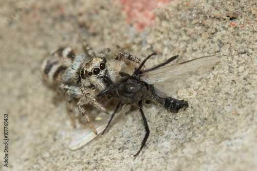Zebra spider (Salticus scenicus) sucking the life out of its Housefly prey.