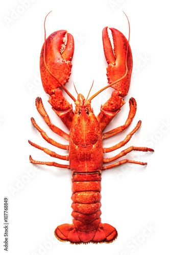 Fotótapéta Lobster isolated on a white background