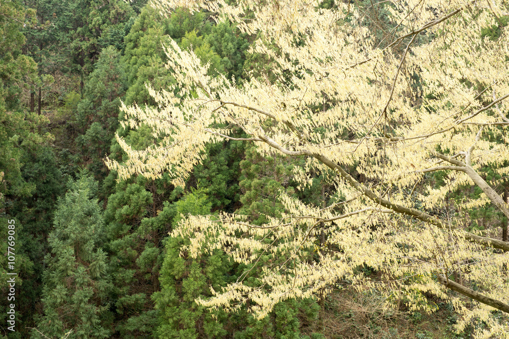 イヌシデの花