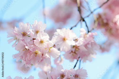 Kirschblüten an Kirschbaum im Frühling © Dan Race