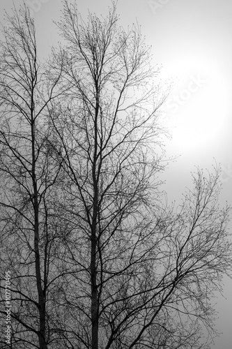 Dead Trees without Leaves © dmitry_osipov