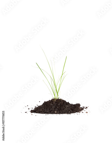 grass in the soil