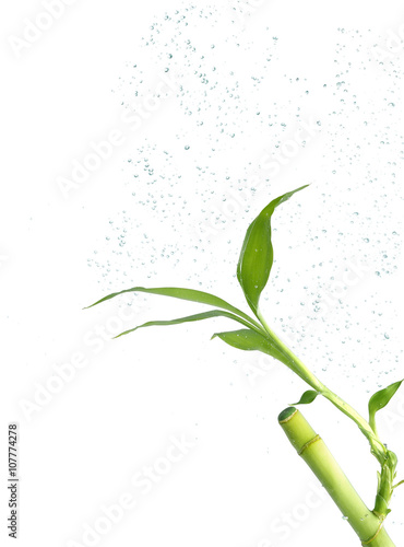 Bamboo plant underwater against white background