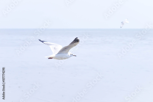 flying seagull birds