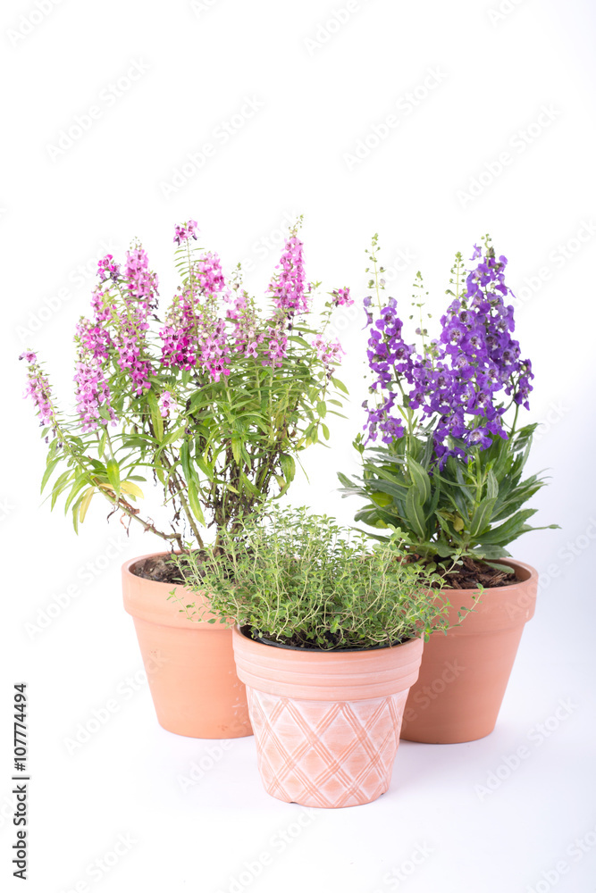 Pot flower plant spring